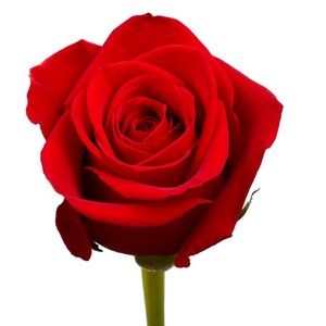 Meet your Posher, Marie